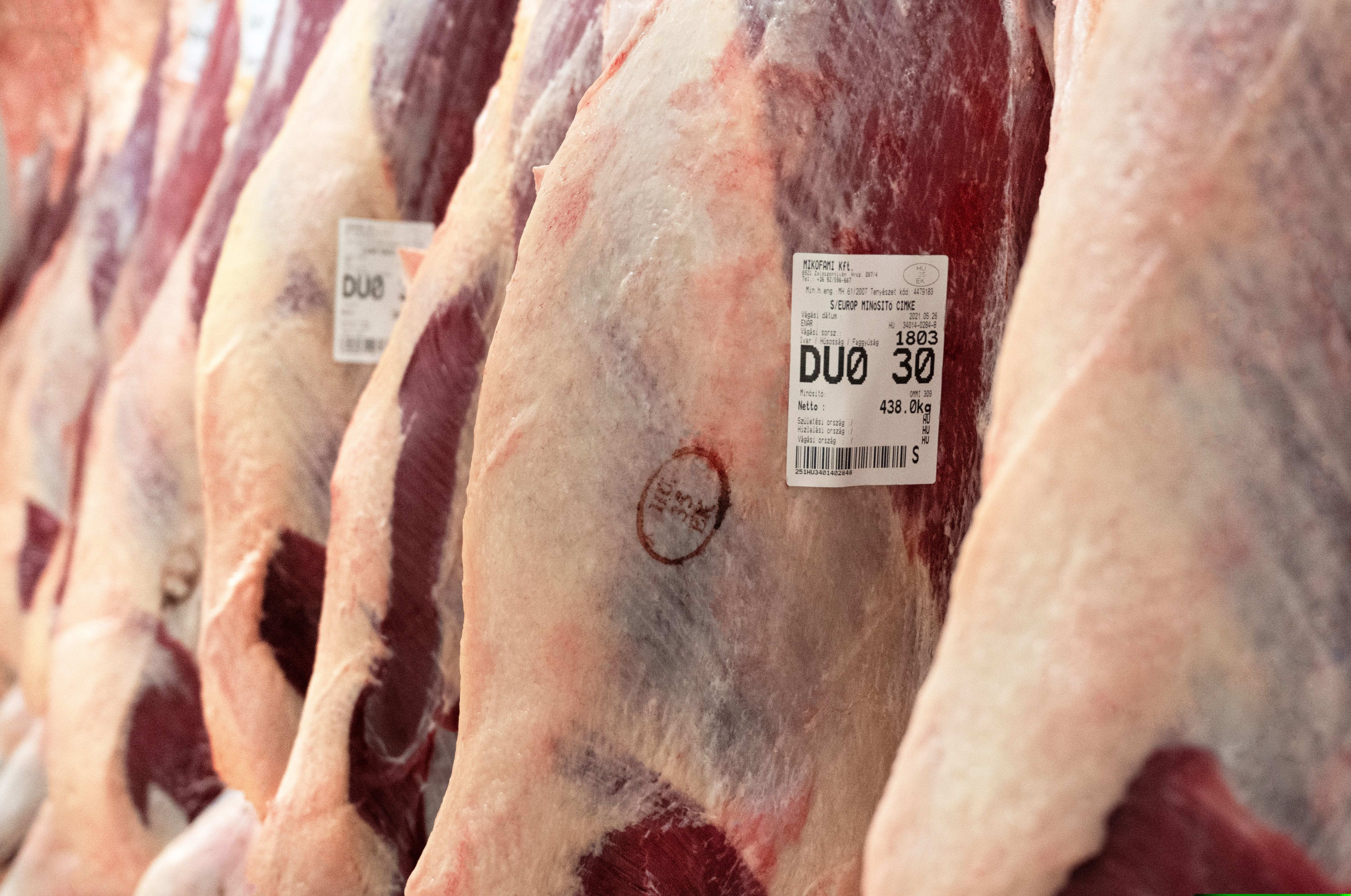 Vágóhíd, frissen vágott marhák